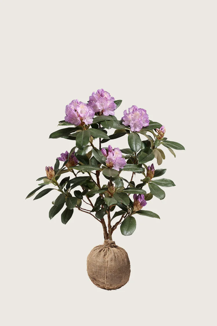 Vaaleanpunainen alppiruusu 60cm Tuuhea | Plantinavia