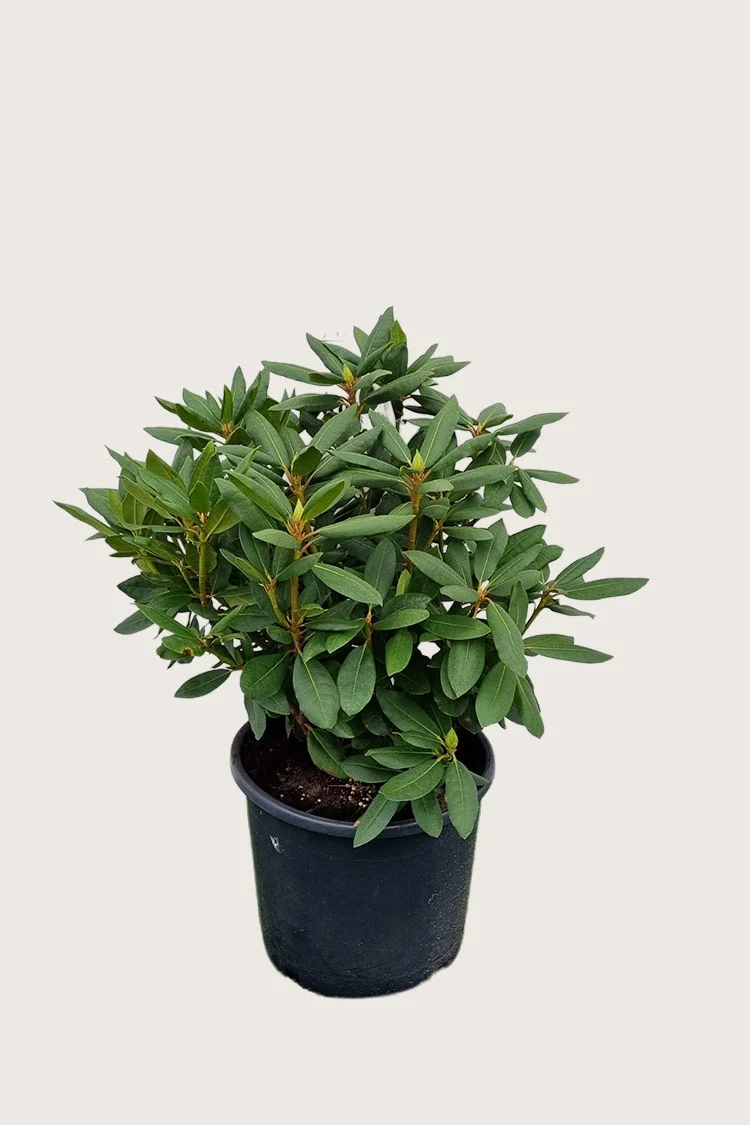 Vaaleanpunainen alppiruusu 80cm Hyvin tuuhea | Plantinavia