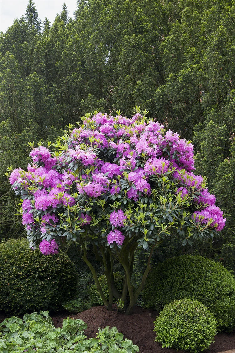 Vaaleanpunainen alppiruusu 150cm Hyvin tuuhea | Plantinavia