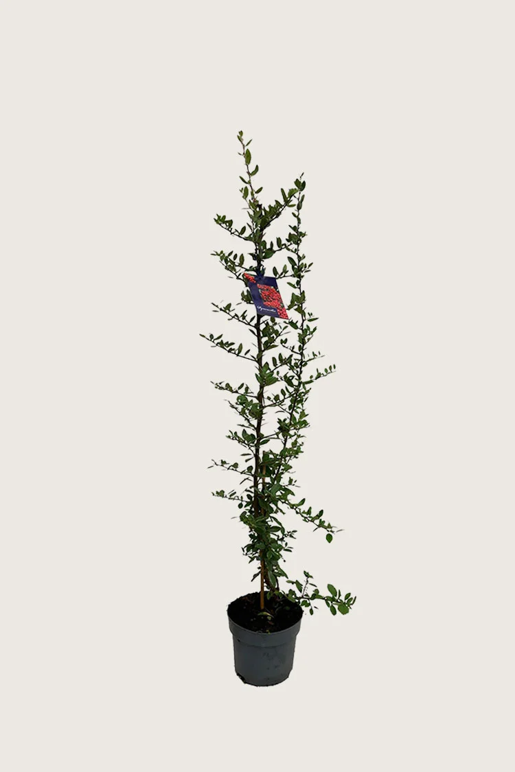 Välimerentulimarja 150cm Hyvin tuuhea | Plantinavia