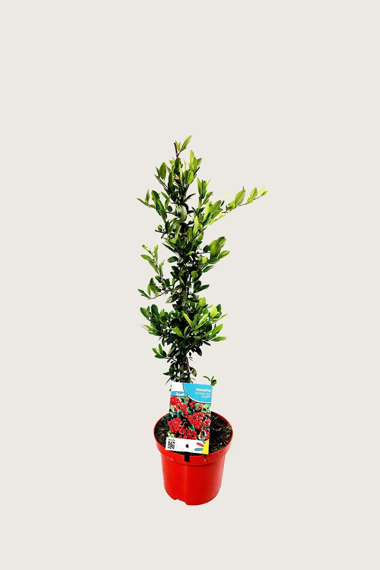 Välimerentulimarja 80cm Hyvin tuuhea | Plantinavia