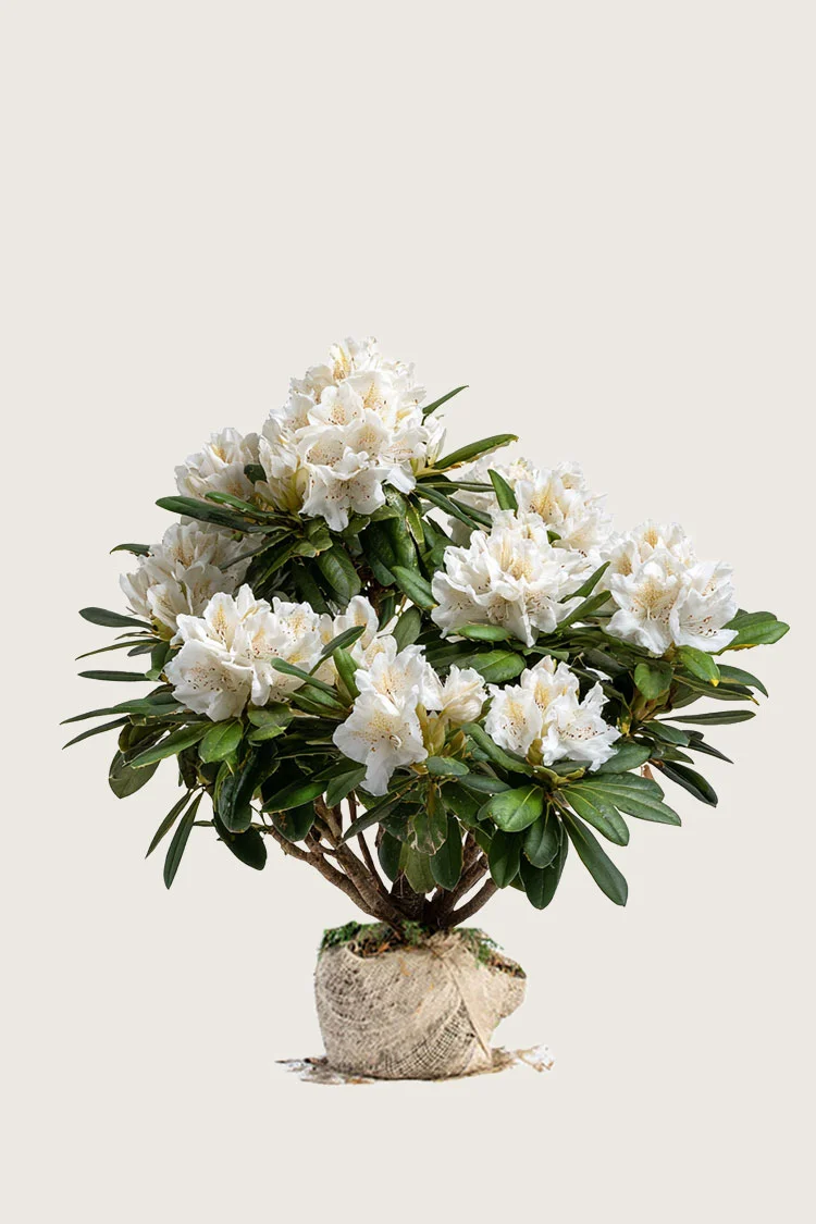 Valkoinen alppiruusu 80cm Hyvin tuuhea | Plantinavia