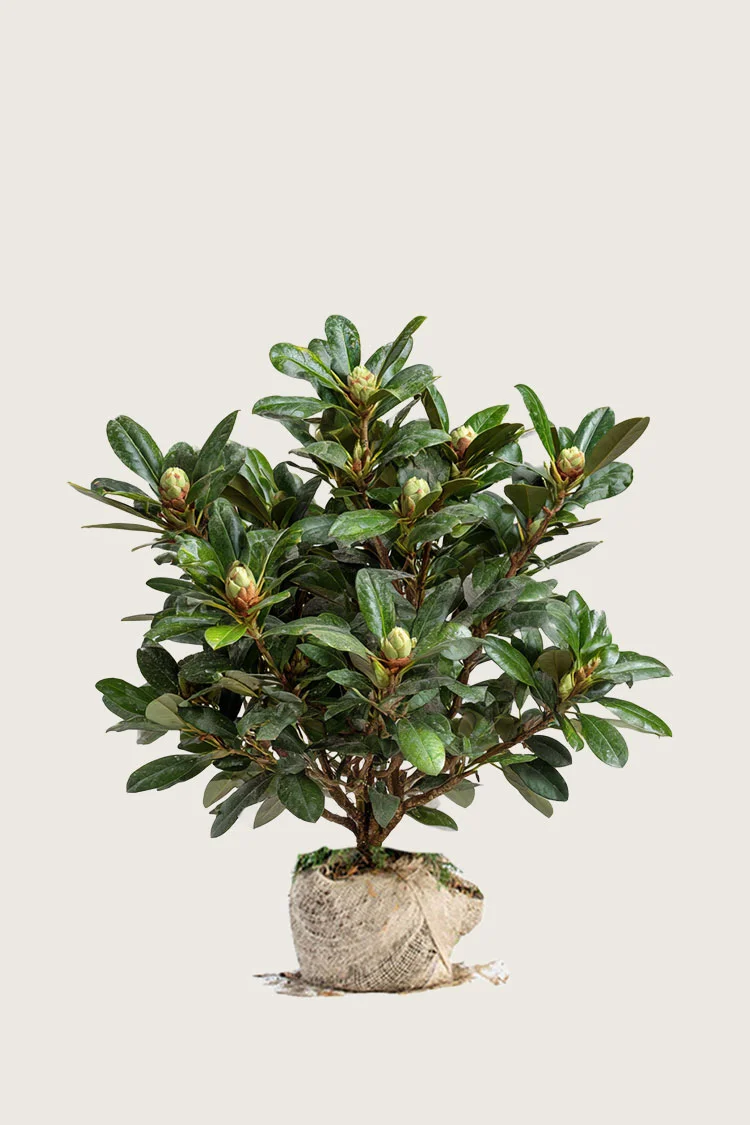 Valkoinen alppiruusu 60cm Tuuhea | Plantinavia