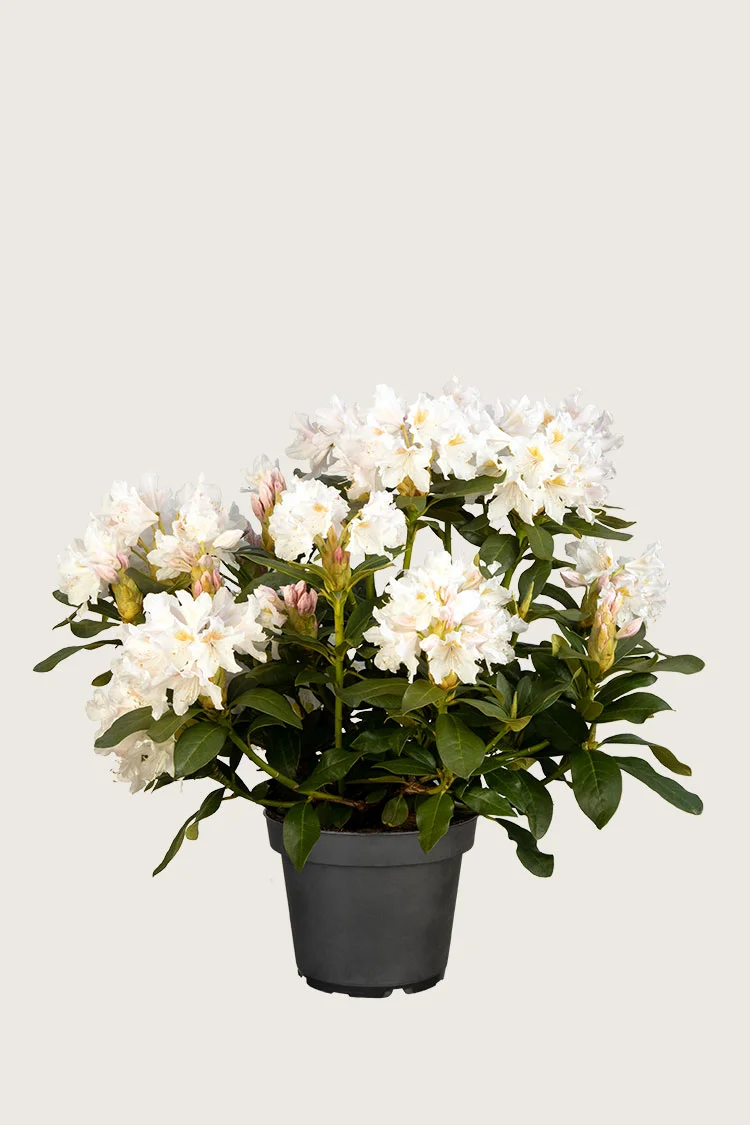 Valkoinen alppiruusu 40cm Hyvin tuuhea | Plantinavia