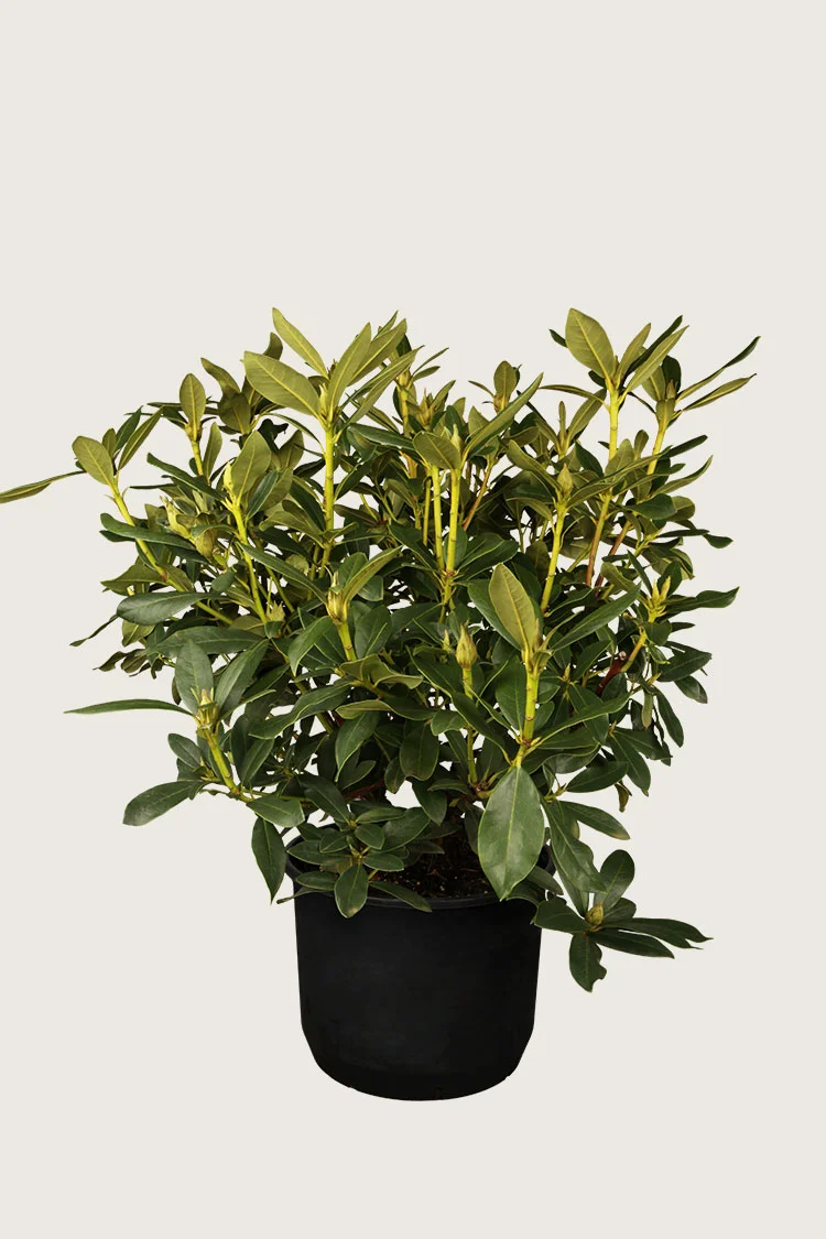 Valkoinen alppiruusu 30cm Tuuhea | Plantinavia