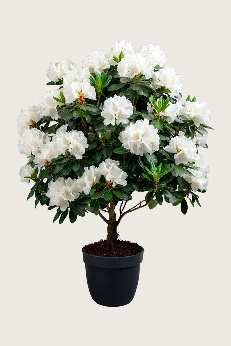 Valkoinen alppiruusu 150cm Hyvin tuuhea | Plantinavia