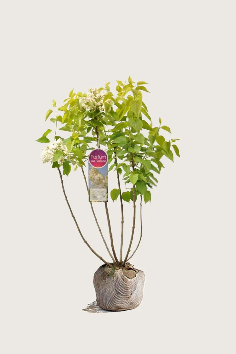 Valkoinen syreeni 60cm Hyvin tuuhea | Plantinavia