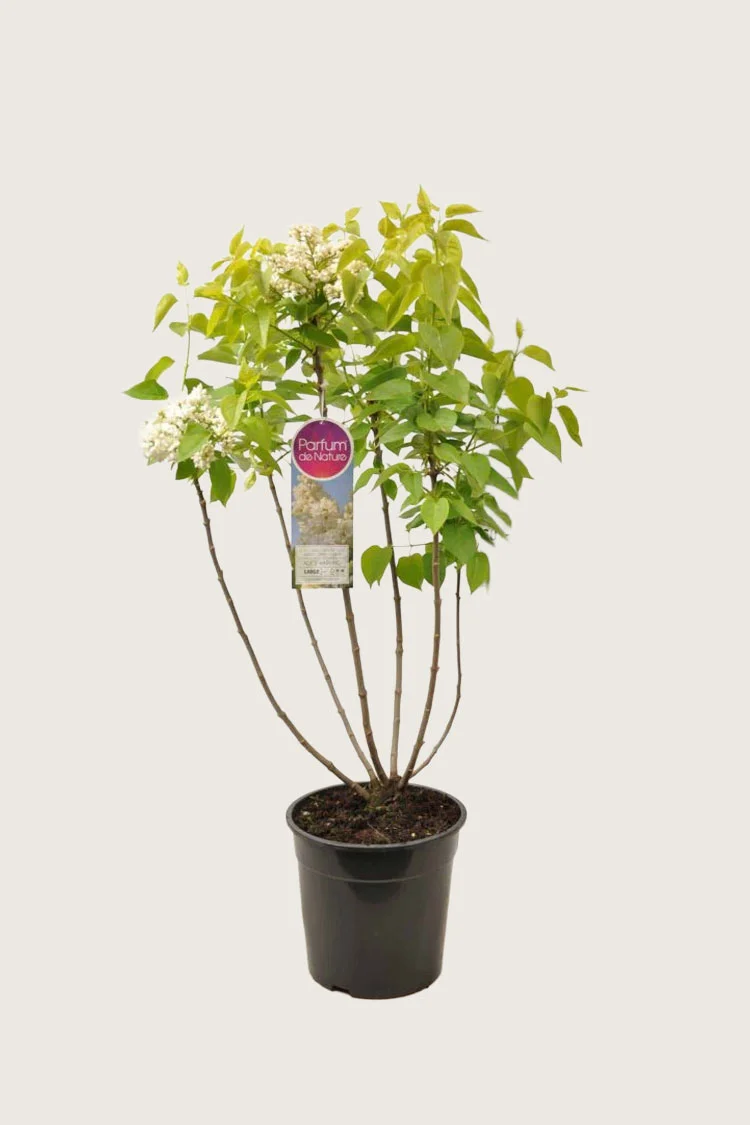 Valkoinen syreeni 125cm Tuuhea | Plantinavia