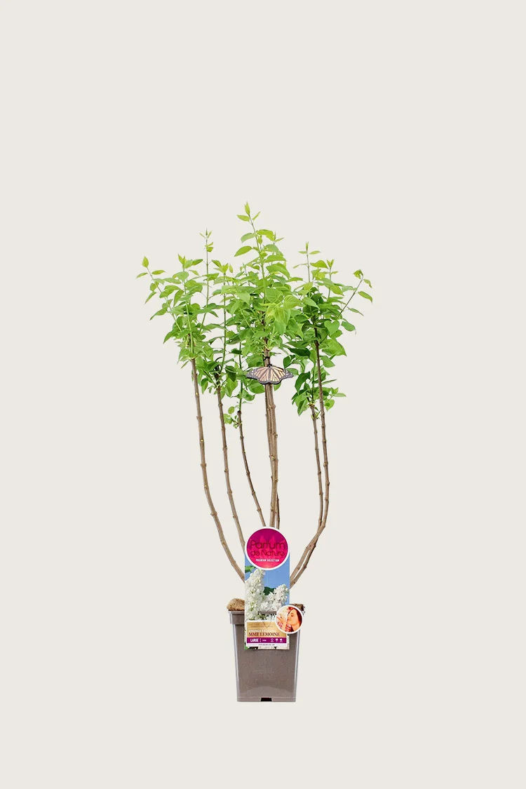 Valkoinen syreeni 60cm Tuuhea | Plantinavia