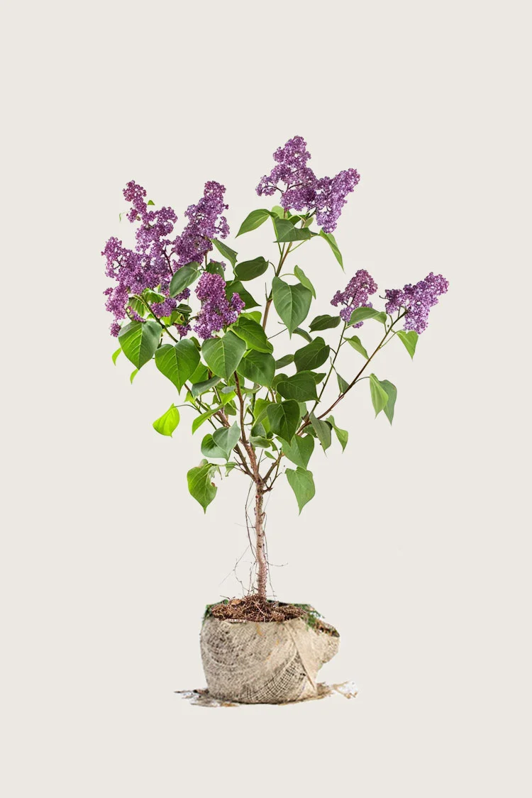 Violetti syreeni 80cm Hyvin tuuhea | Plantinavia