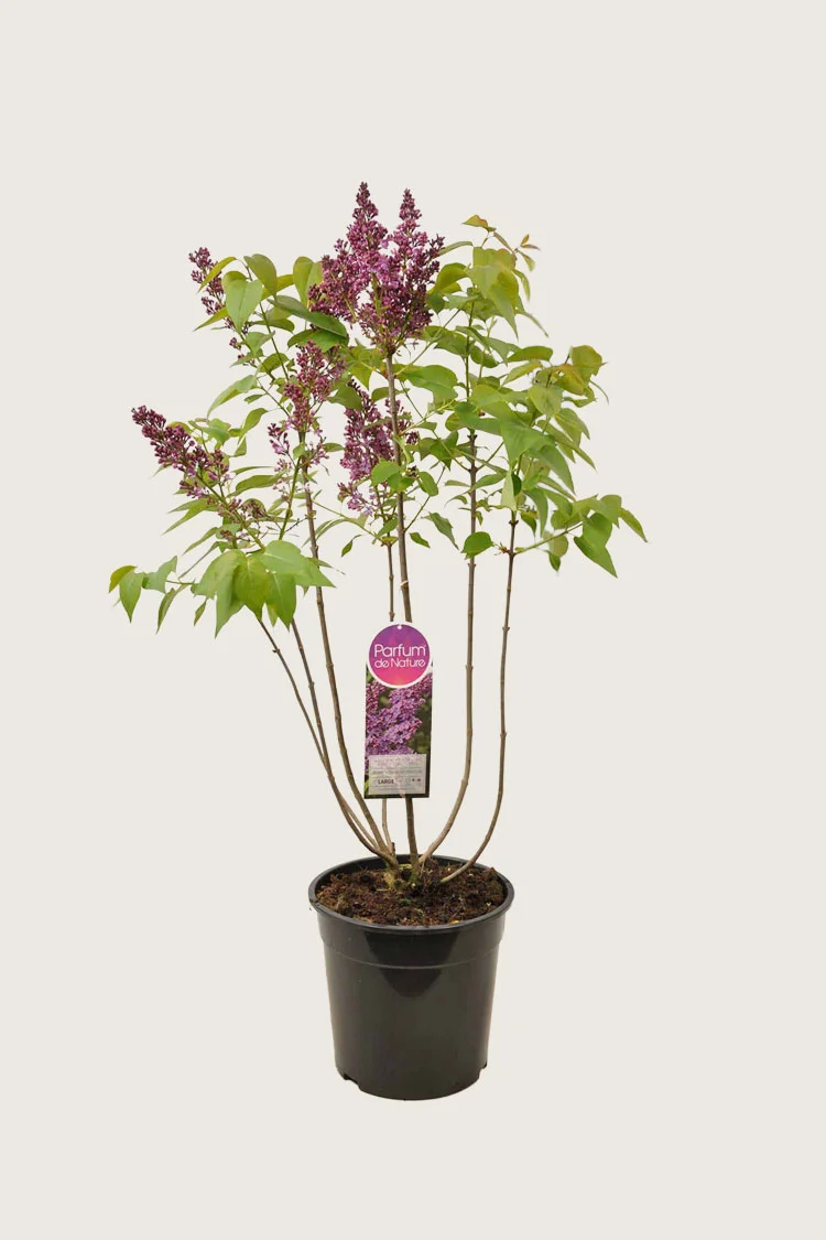 Violetti syreeni 100cm Hyvin tuuhea | Plantinavia