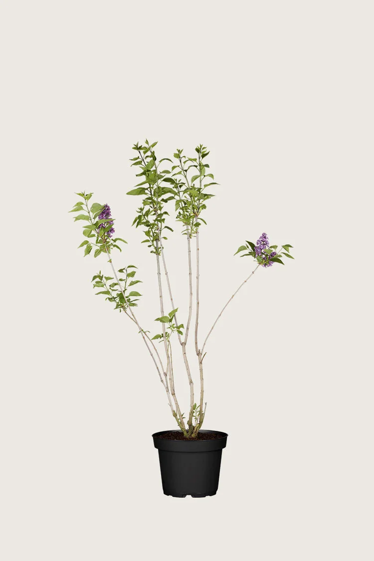 Violetti syreeni 60cm Hyvin tuuhea | Plantinavia