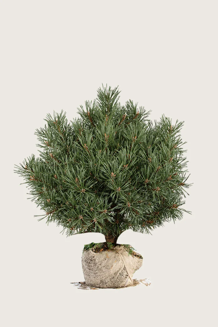 Vuorimänty 100cm Hyvin tuuhea | Plantinavia