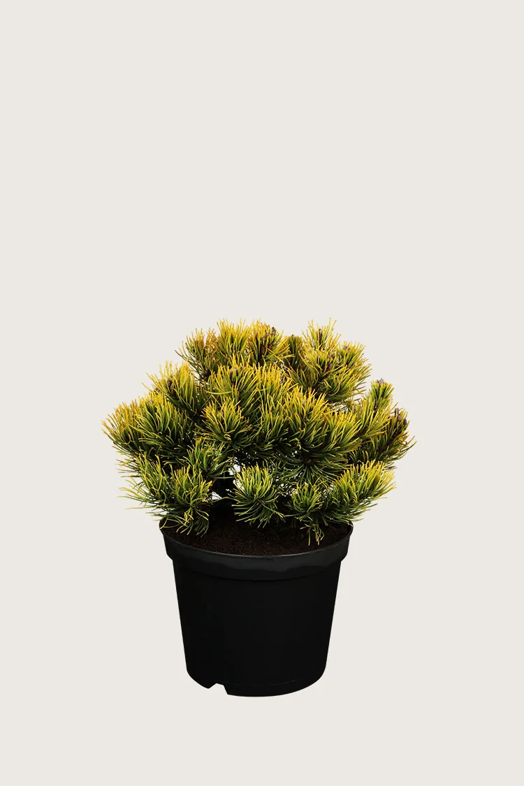 Vuorimänty 40cm Hyvin tuuhea | Plantinavia