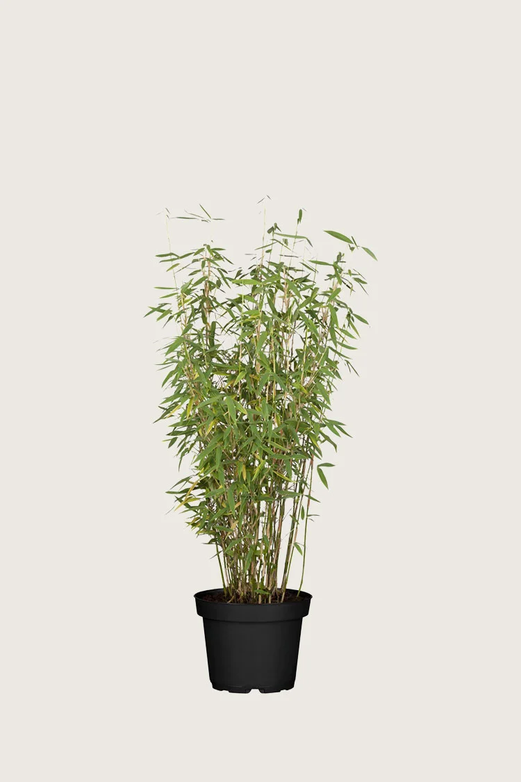 Vuoriruokobambu Jumbo 100cm Hyvin tuuhea | Plantinavia