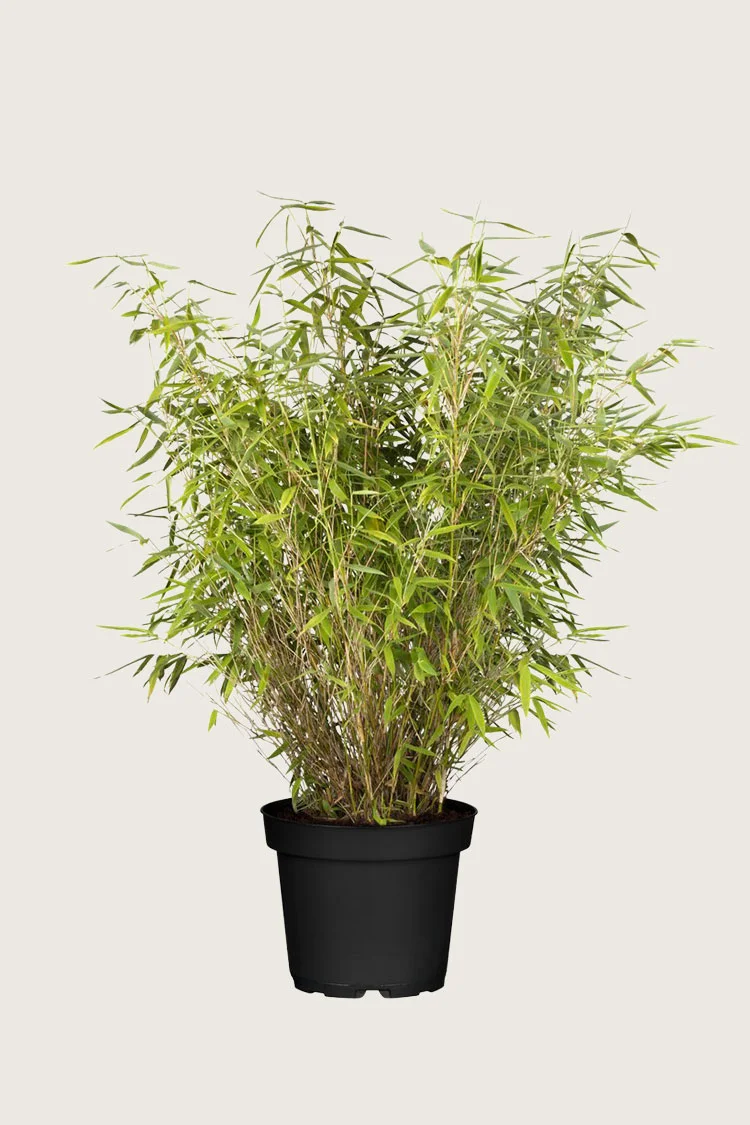 Vuoriruokobambu Jumbo 150cm Hyvin tuuhea | Plantinavia