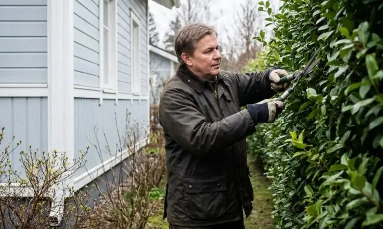 Pensasaidan leikkaamisen ajankohta