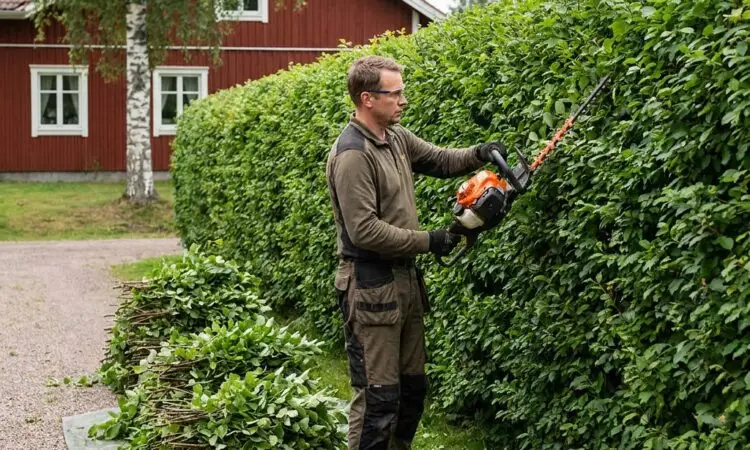 Pensasaidan leikkauksen hinta