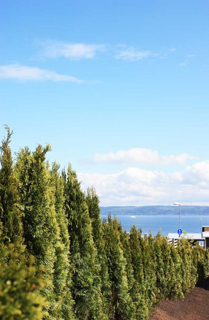 aitakasvit-plantinavia-suomi
