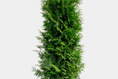Thuja Brabant Limited 175cm