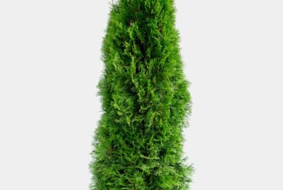 TIMANTTITUIJA ’SMARAGD’: PLANTINAVIAN HIENOIN TUIJA