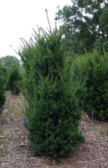 Taxus Hybrididegran 'Hillii' 100cm
