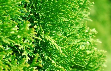 Thuja smaragd header