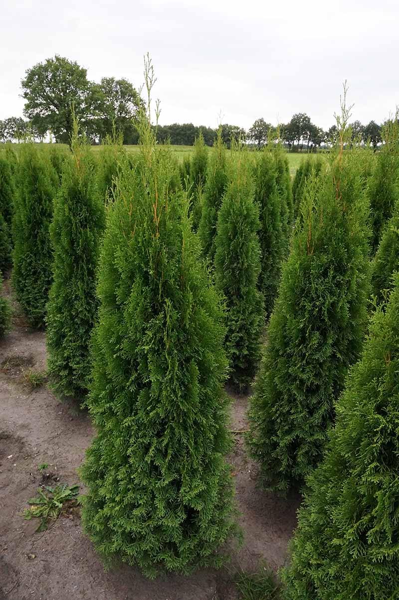 thuja smaragd field