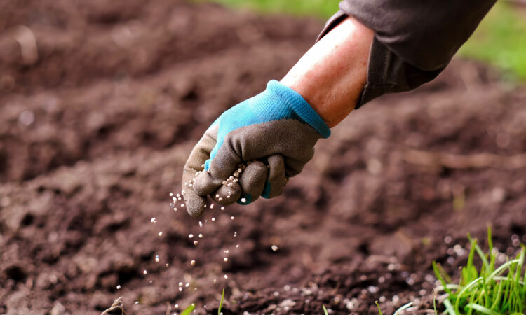 Lannoitetta levitetään käsin pellolle.