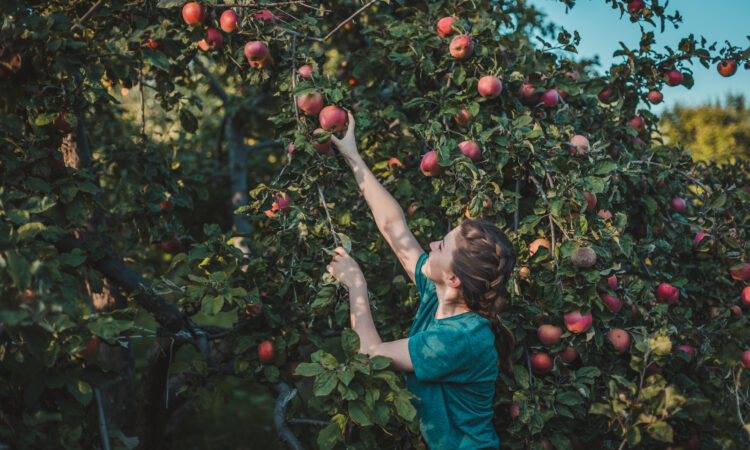Nainen poimii omenan omenapuusta.