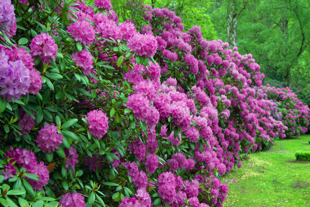 Hyvinvoiva vaaleanviolettikukkainen rhododendron-aita. 