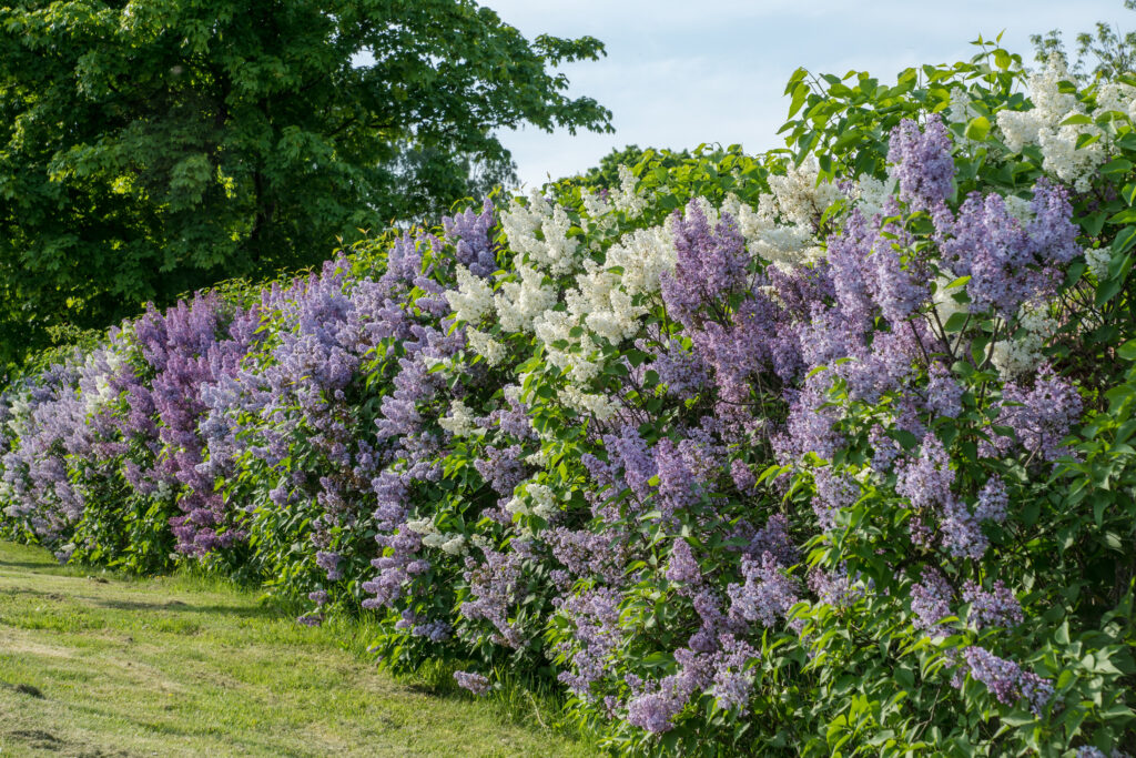 Pitkä, matala violetein ja valkein kukin kukkiva syreeniaita.