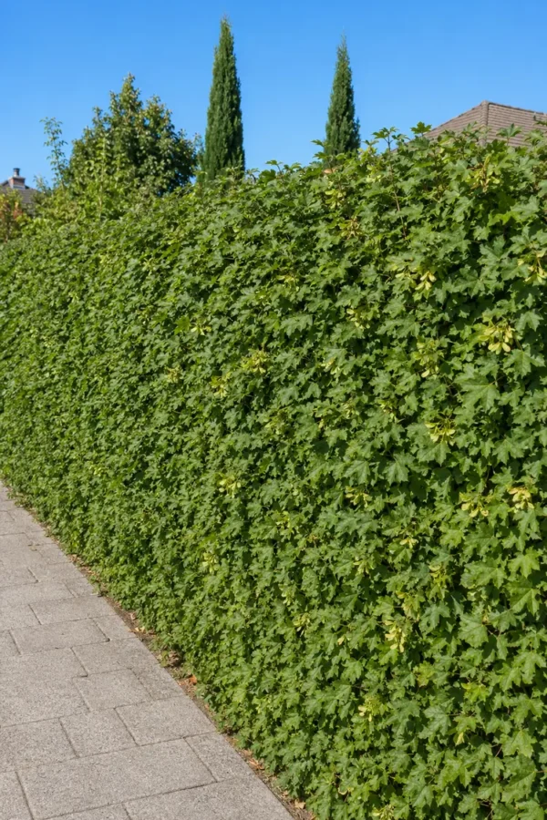 Niverävaahtera Ruukku Tuuhea 250cm - Image 3