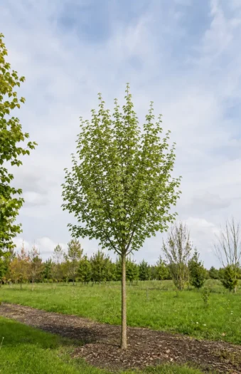Niverävaahtera Valmisaita Hyvin tuuhea 100cm