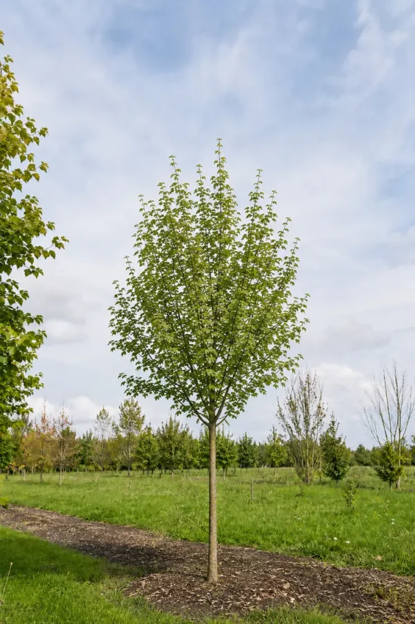 Niverävaahtera Valmisaita Hyvin tuuhea 100cm