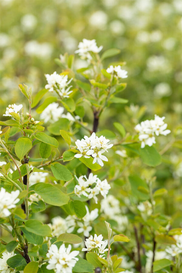 Marjatuomipihlaja Ruukku Hyvin tuuhea 150cm - Image 2