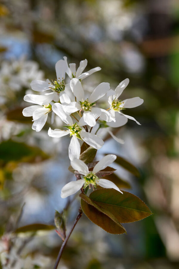 Isotuomipihlaja Ruukku Hyvin tuuhea 150cm - Image 2