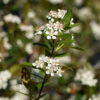 Musta-aronia Ruukku Hyvin tuuhea 125cm - Image 2