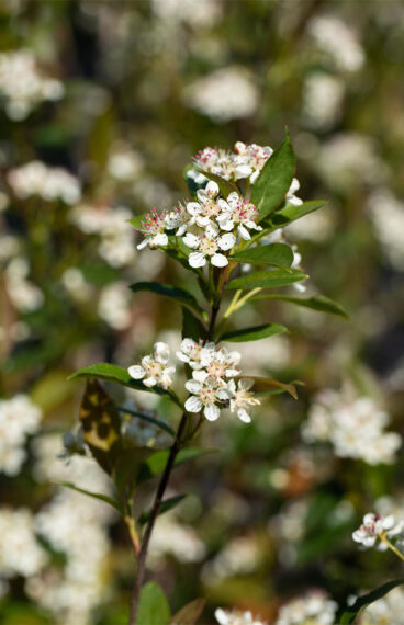 Musta-aronia