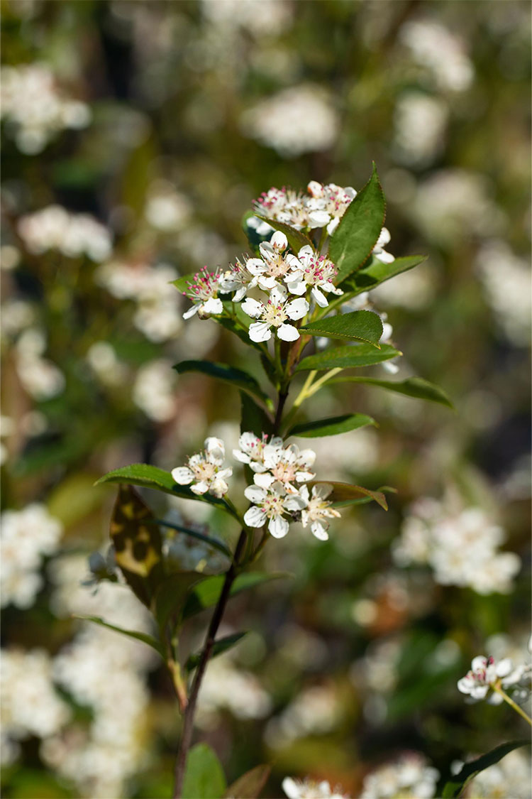 Musta-aronia