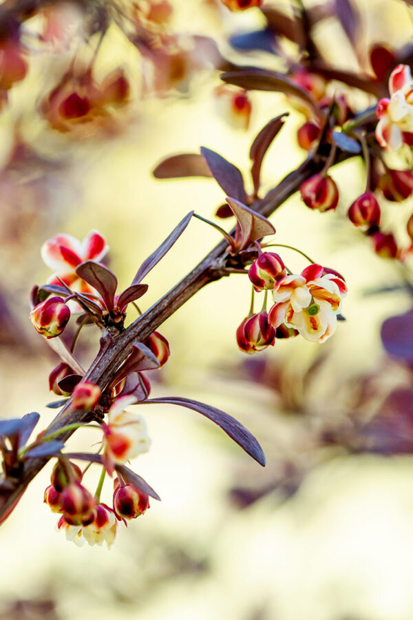 Purppurahappomarja Ruukku Tuuhea 15cm - Image 2