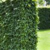 Euroopanvalkopyökki Valmisaita Hyvin tuuhea 350cm