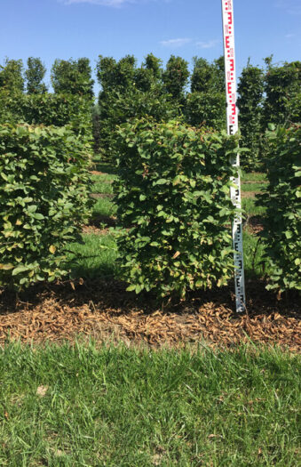 Euroopanvalkopyökki Valmisaita