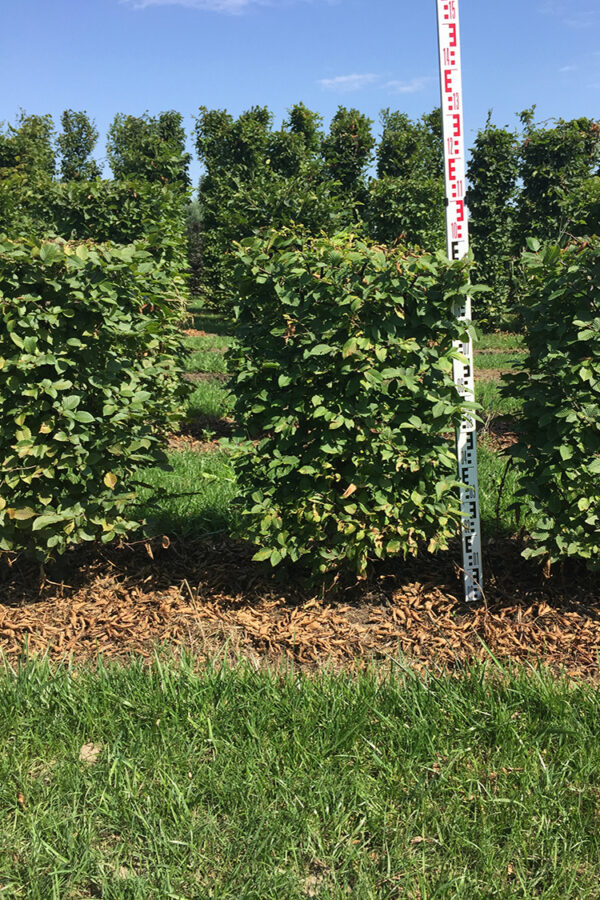 Euroopanvalkopyökki Valmisaita