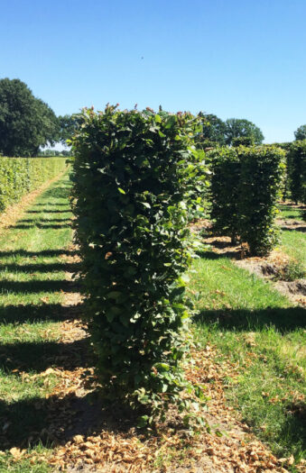 Euroopanvalkopyökki Valmisaita