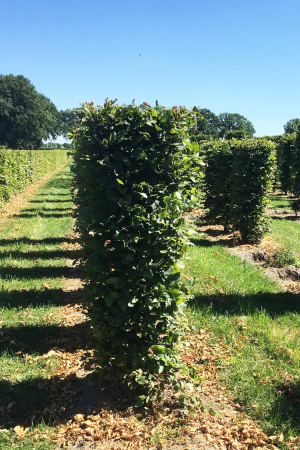 Euroopanvalkopyökki Valmisaita