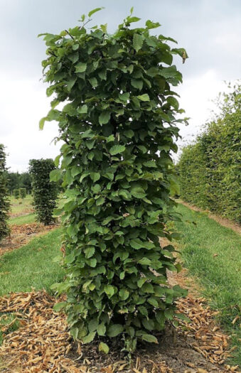 Euroopanvalkopyökki Valmisaita