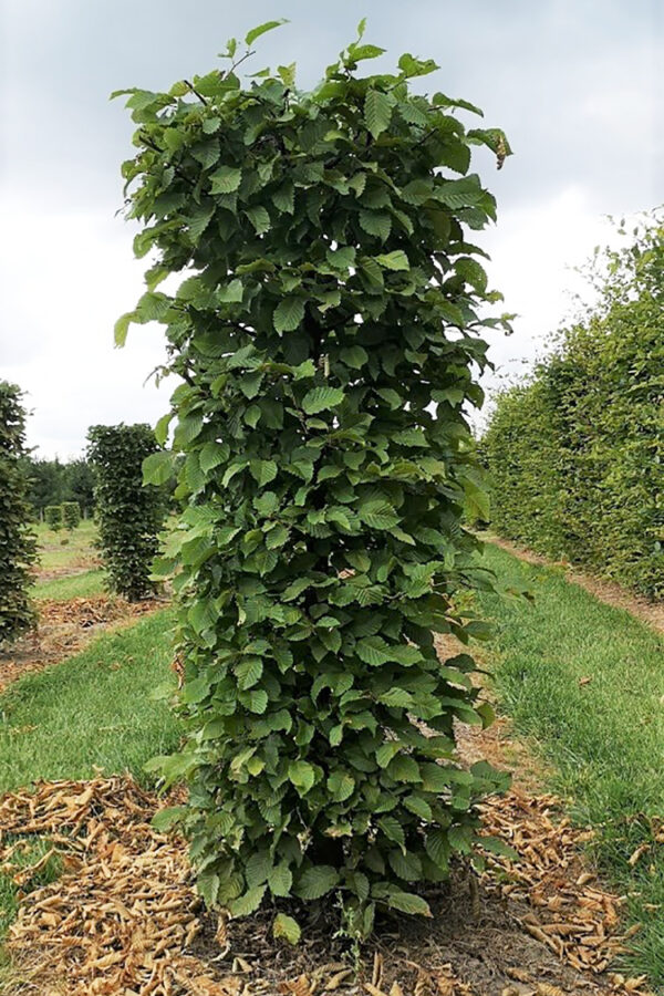 Euroopanvalkopyökki Valmisaita