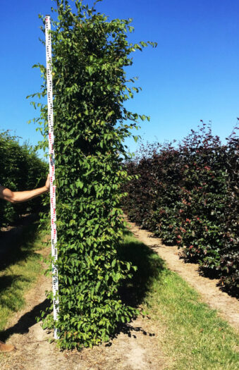 Euroopanvalkopyökki Valmisaita