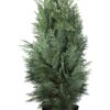 Lawsoninsypressi Ruukku Hyvin tuuhea 200cm